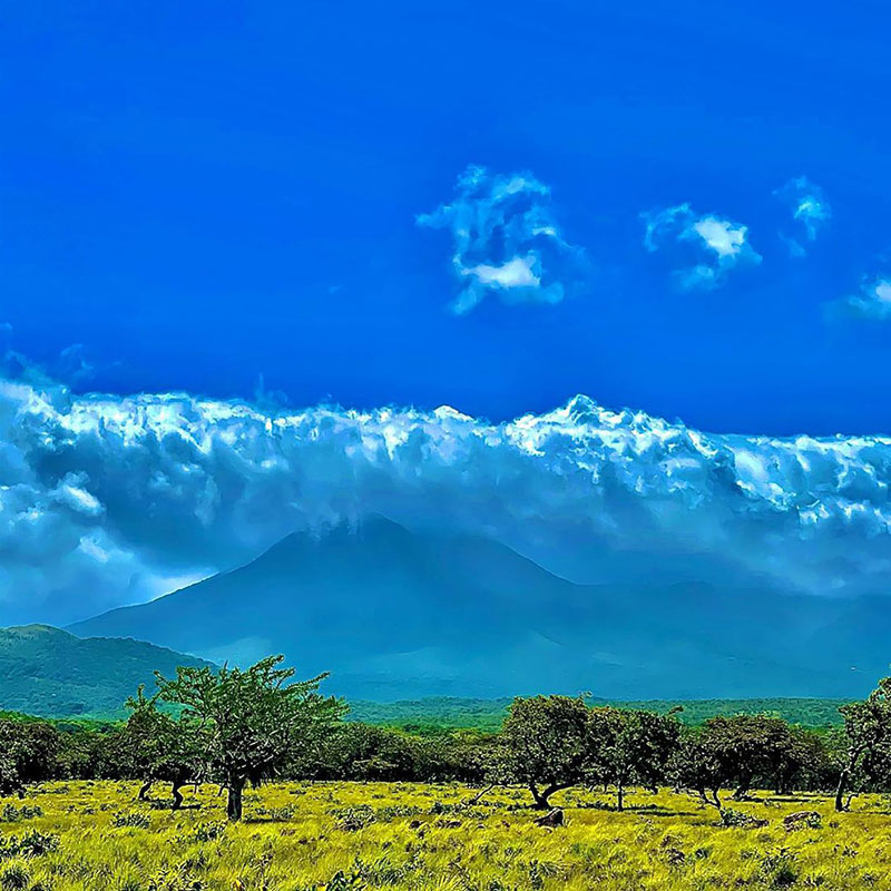 A grassy field with trees and mountains in the background.